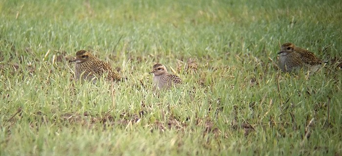 American Golden Plover
