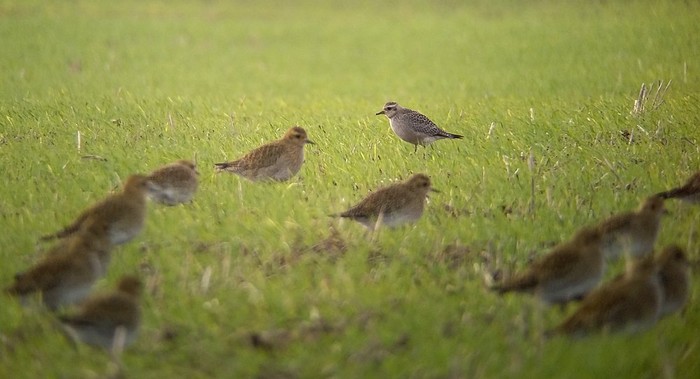 American Golden Plover