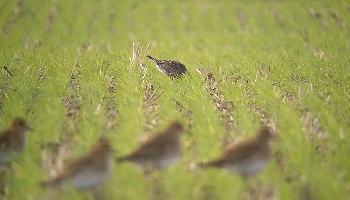 American Golden Plover