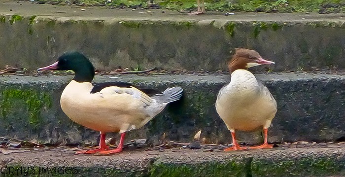 Goosander