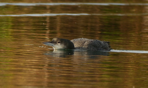 Great Northern Diver