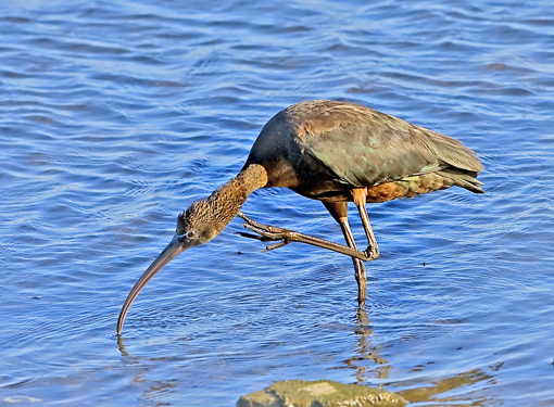 Glossy Ibis