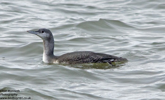 Red-throated Diver