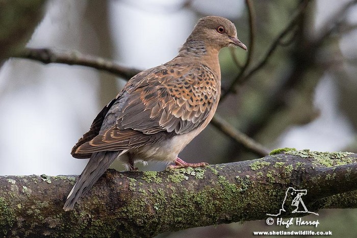 Western Rufous Turtle Dove