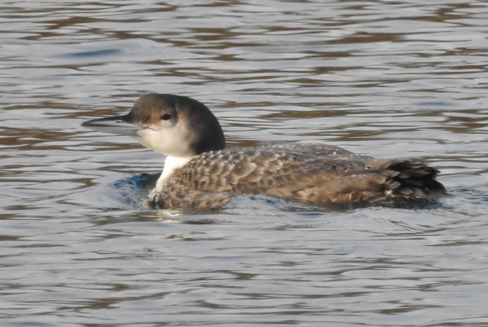 Great Northern Diver