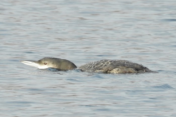 Great Northern Diver