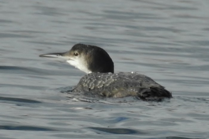 Great Northern Diver