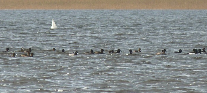 Lesser Scaup