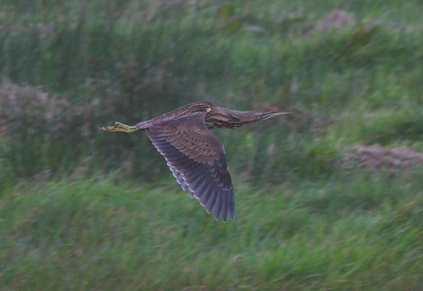 American Bittern