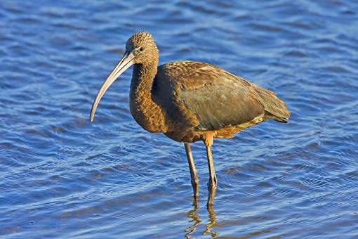 Glossy Ibis