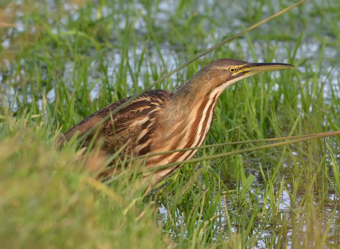 American bittern