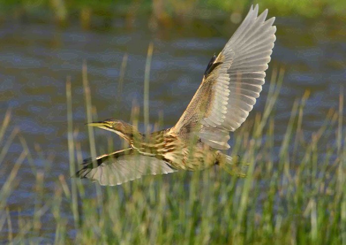 American bittern
