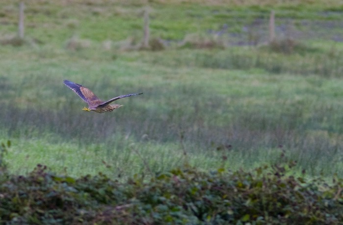 American Bittern