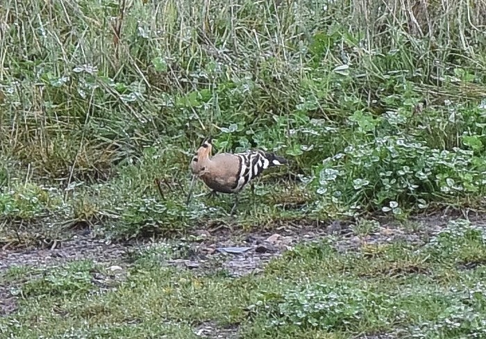 Hoopoe