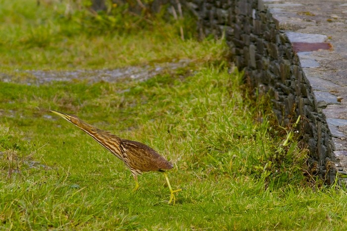 American Bittern