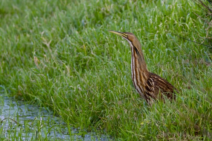 American Bittern