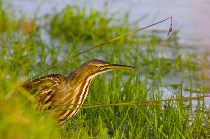 American Bittern