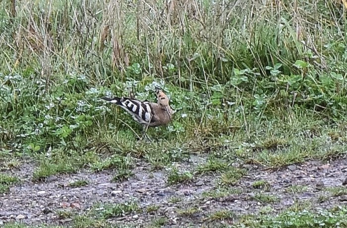Hoopoe