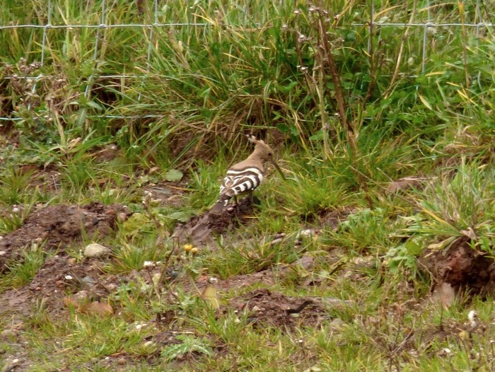Hoopoe