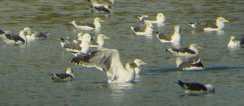 Azorean Yellow-legged Gull
