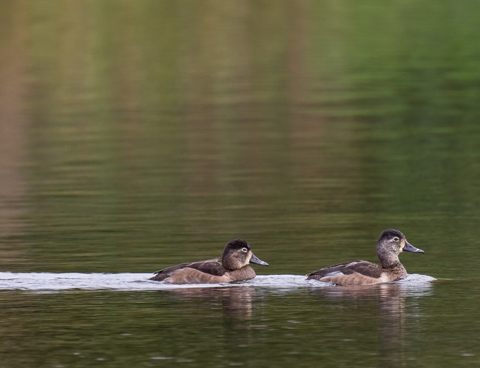 Ring-necked Duck