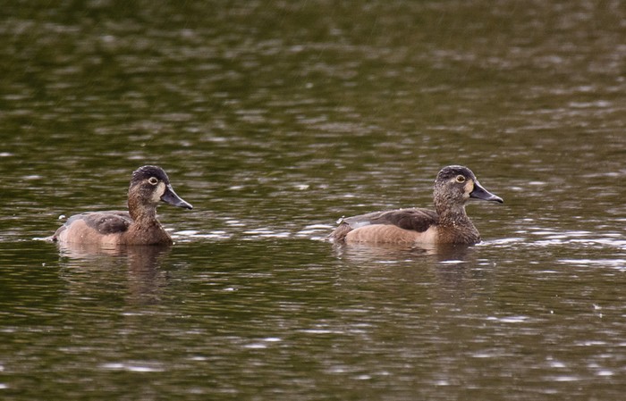 Ring-necked Duck