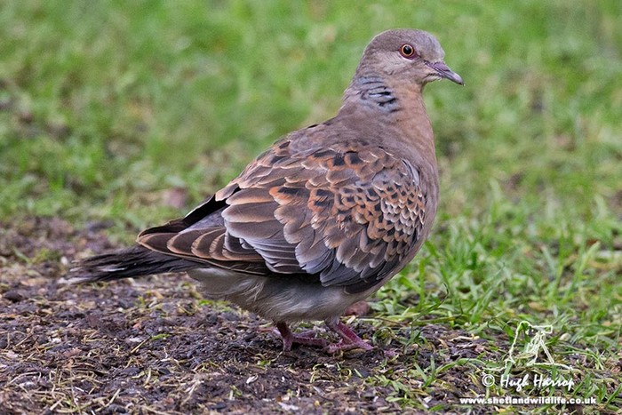 Western Rufous Turtle Dove