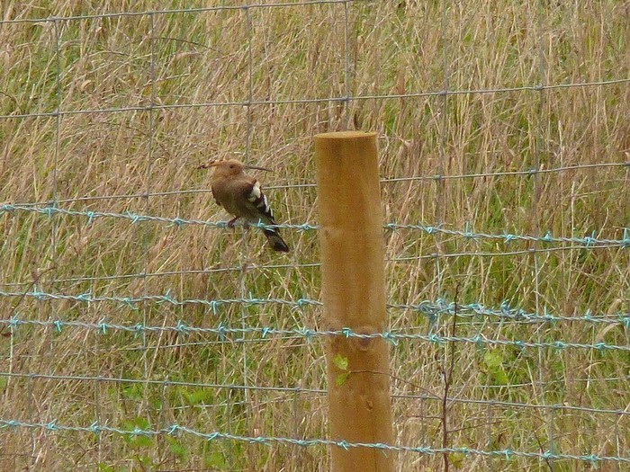 Hoopoe