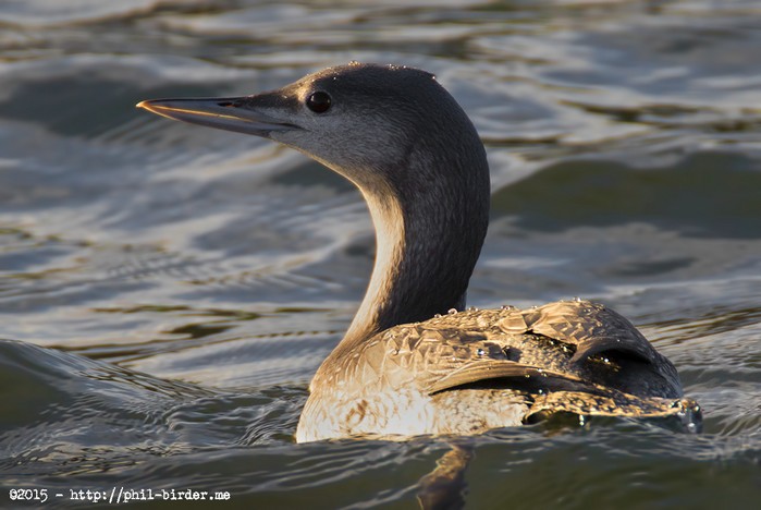 Red-throated Diver
