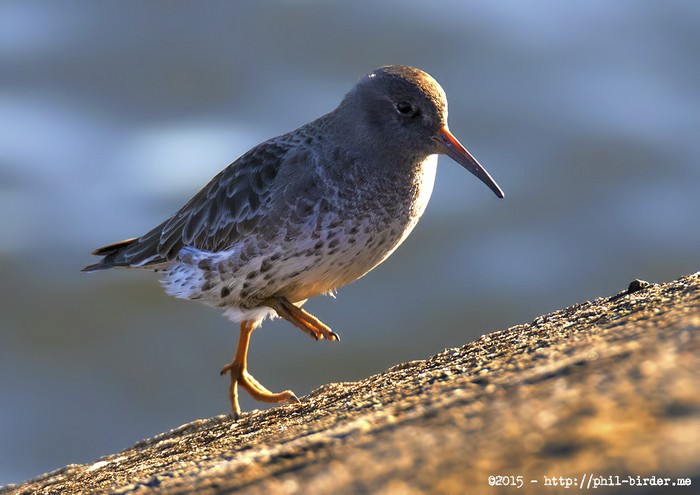 Purple Sandpiper