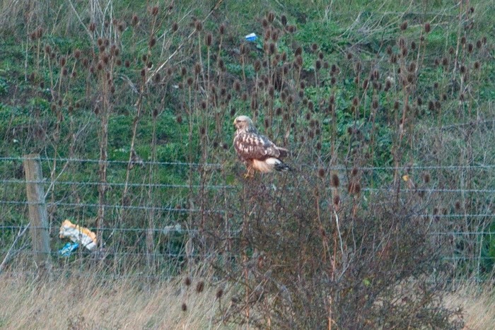 Rough-legged Buzzard