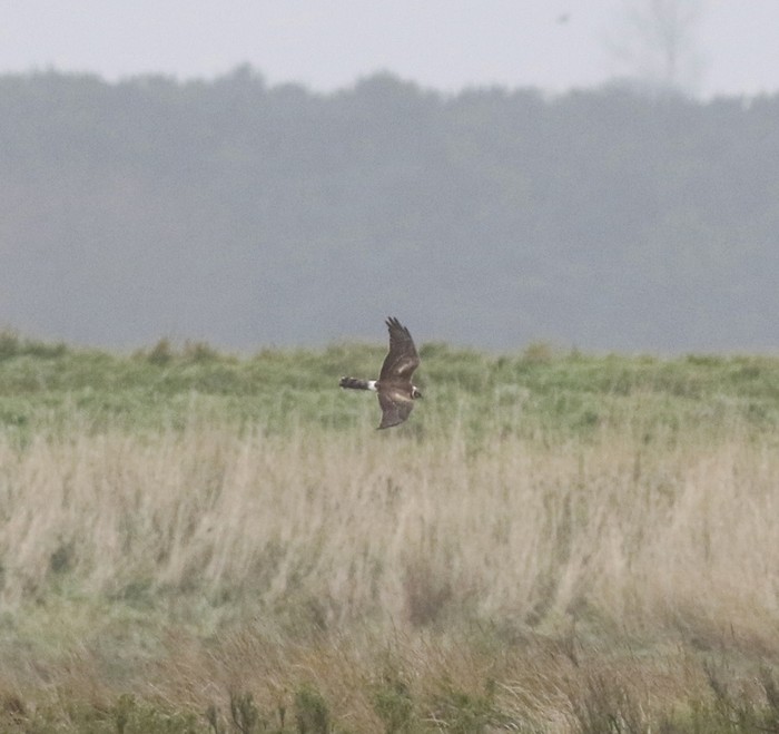 Pallid Harrier
