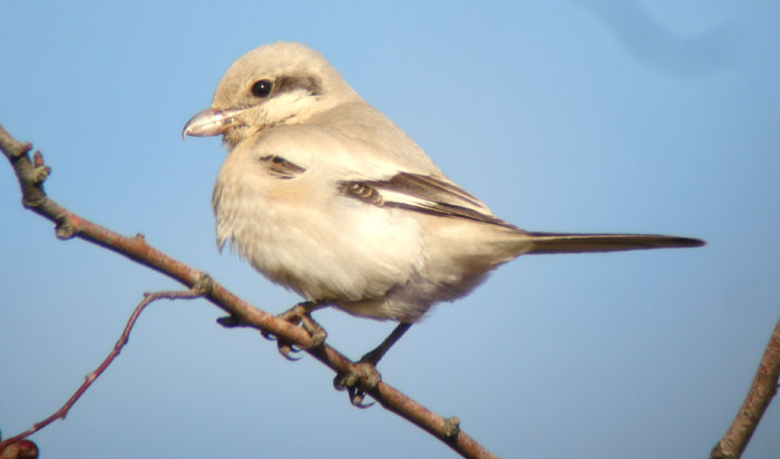 Steppe Grey Shrike
