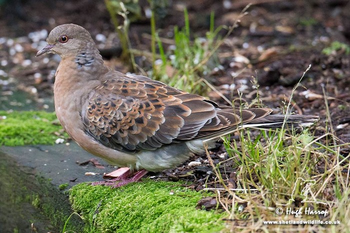 Western Rufous Turtle Dove