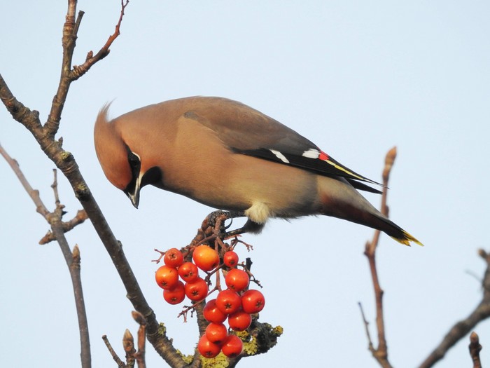 Waxwing