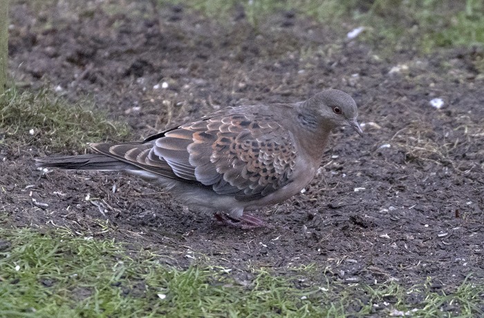 Western Rufous Turtle Dove