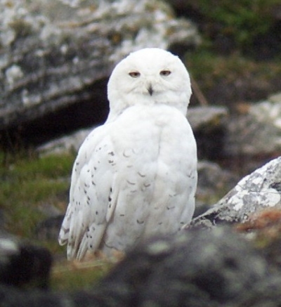Snowy Owl