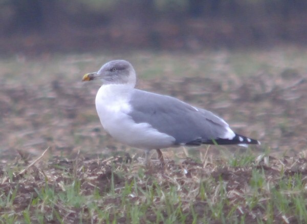 Azorean Yellow-legged Gull