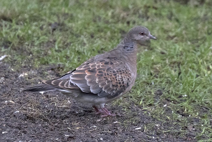 Western Rufous Turtle Dove