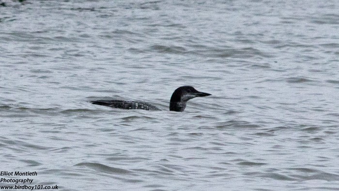 Great Northern Diver