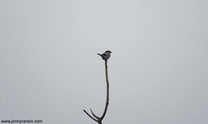 Great Grey Shrike