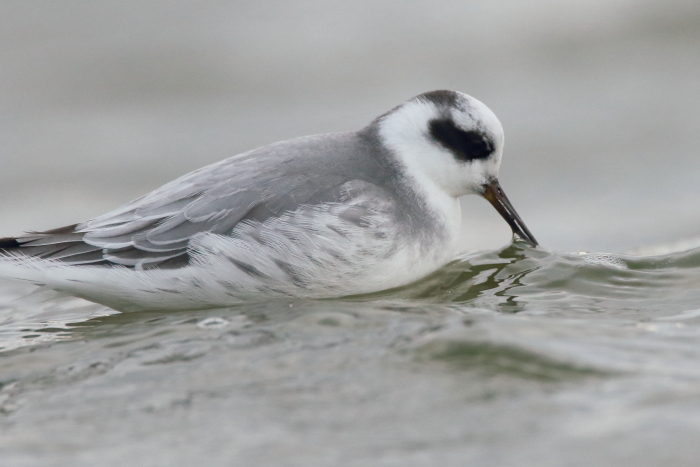 Grey Phalarope