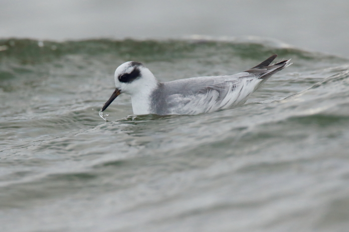 Grey Phalarope