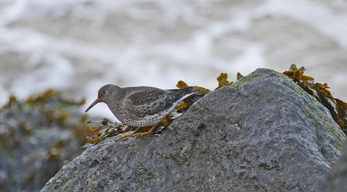 Purple Sandpiper