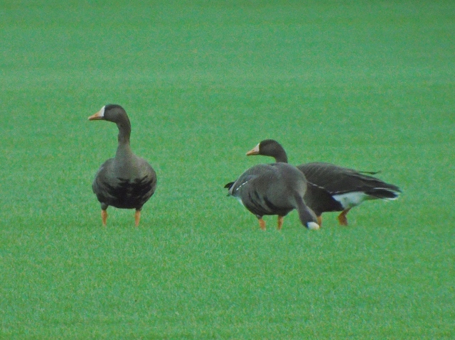 Greenland White-fronted Goose