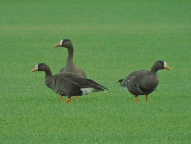 Greenland White-fronted Goose