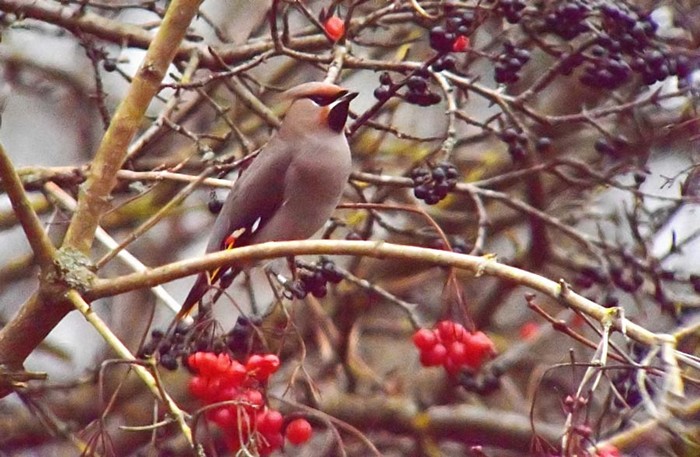 Waxwing