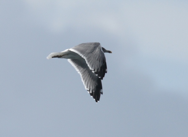 Azorean Yellow-legged Gull