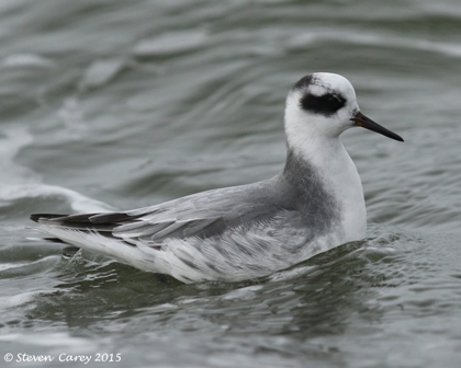 Grey Phalarope