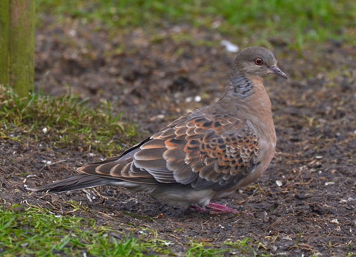 Western Rufous Turtle Dove